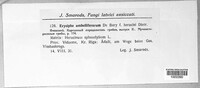 Erysiphe heraclei image